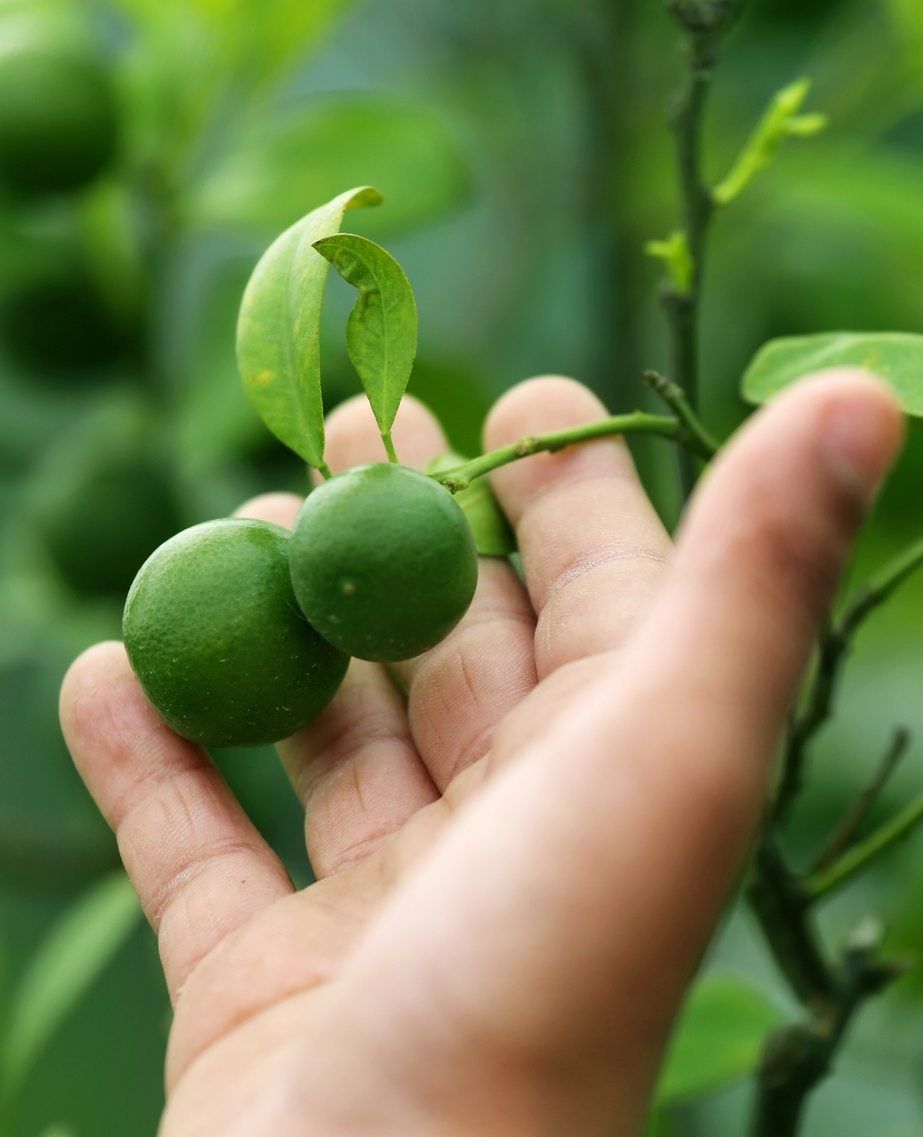 citrus thinning