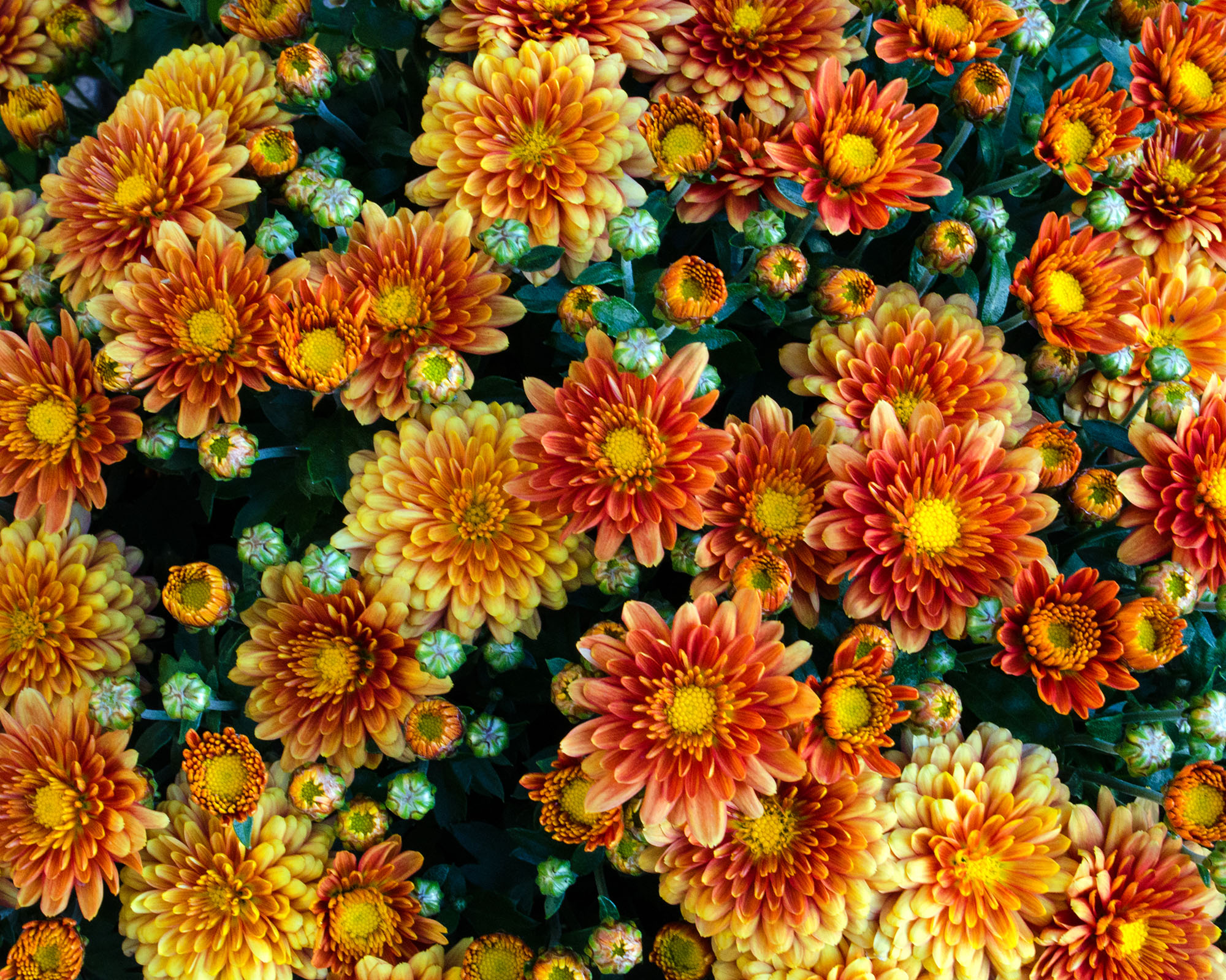 Chrysanthemums