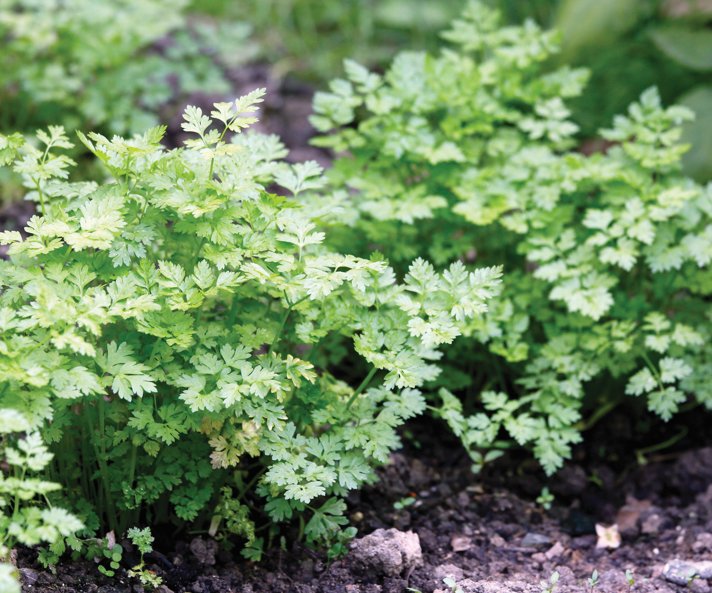 Chervil plants growing in the soil