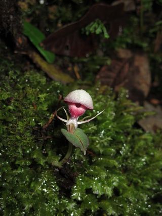 undescribed orchid in tropical rainforest