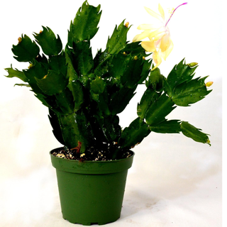 9GreenBox - Rare Yellow Christmas Cactus Plant - Zygocactus - 4