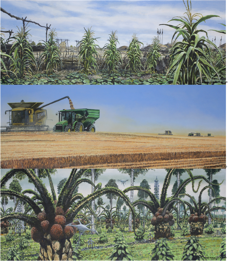 The top painting is based on pre-colonisation Indigenous cities and communities with buildings and a diverse maize-based agriculture. The second is the same area today, with a grain monoculture and large harvesters. The last image, however, shows agricultural adaptation to a hot and humid subtropical climate, with imagined subtropical agroforestry based on oil palms and arid zone succulents. The crops are tended by AI drones, with a reduced human presence.