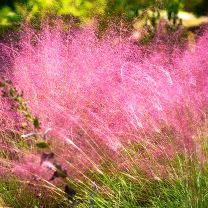 pink muhly grass growing in prairie garden