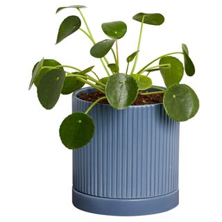 A Chinese money plant in a blue pot on a white background