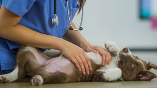 Vet feeling a puppy's stomach