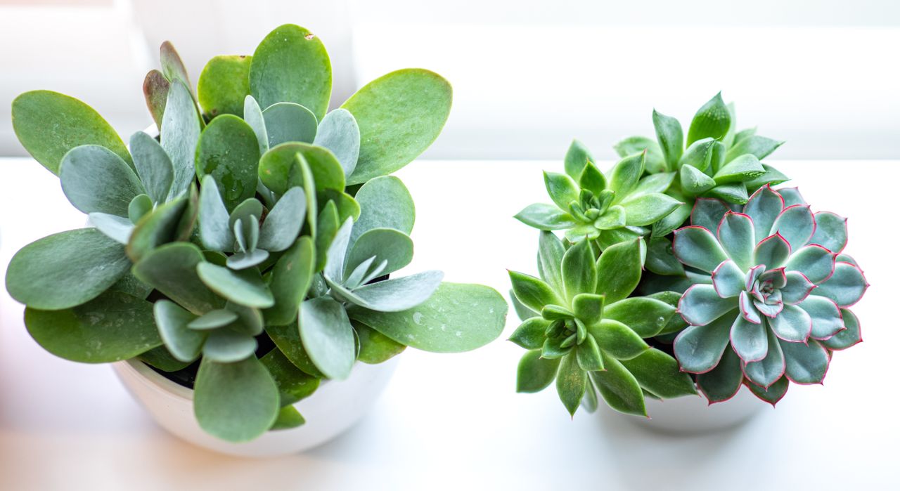 close up of succulent and small plants on a white table