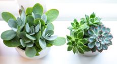 close up of succulent and small plants on a white table