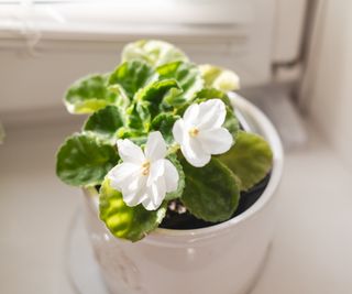 White African violet