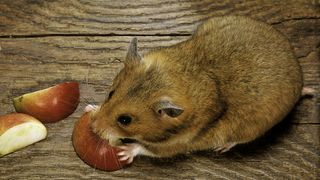 Hamster eating apple