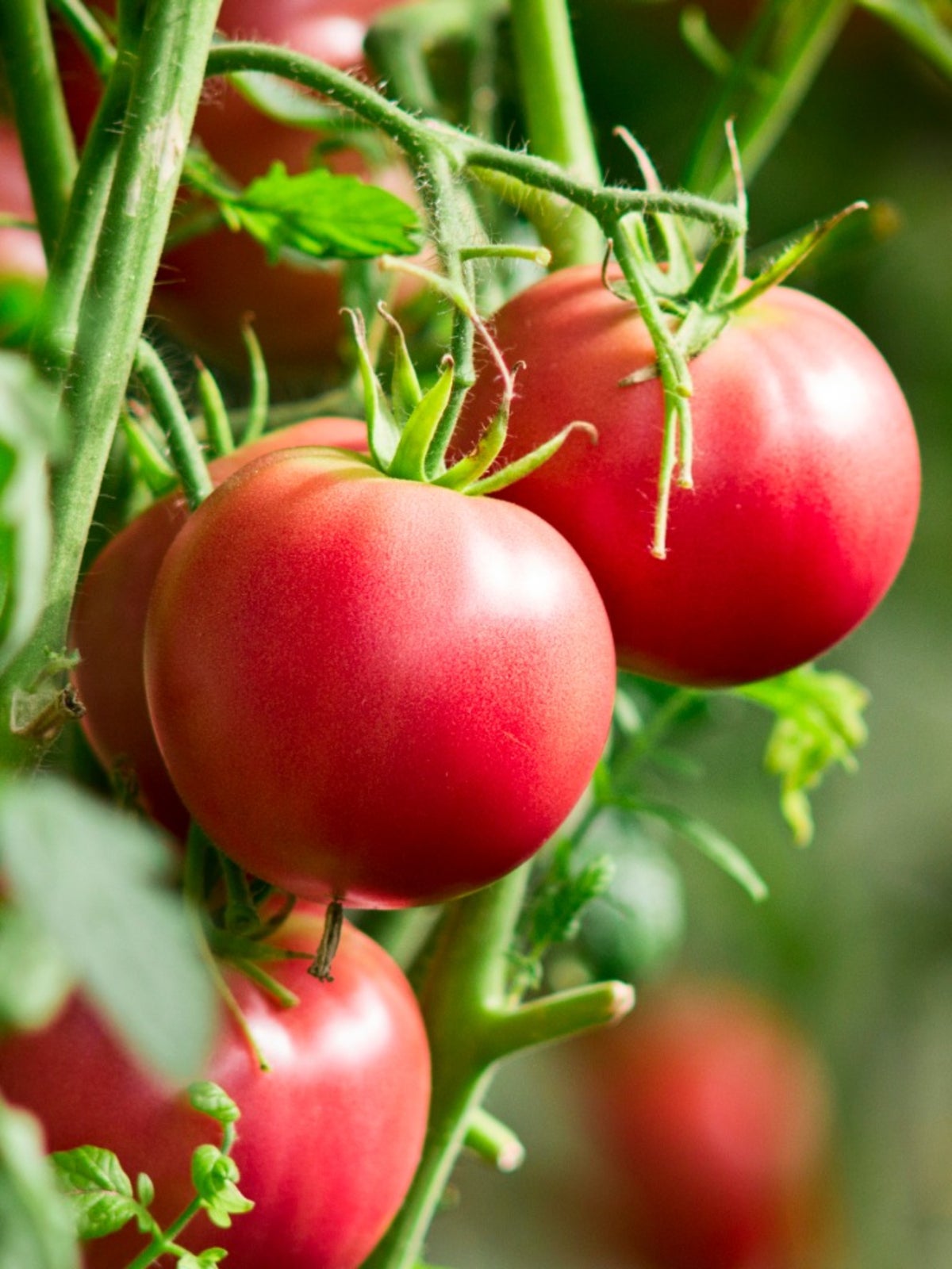 Growing Tomatoes - How To Grow Tomatoes
