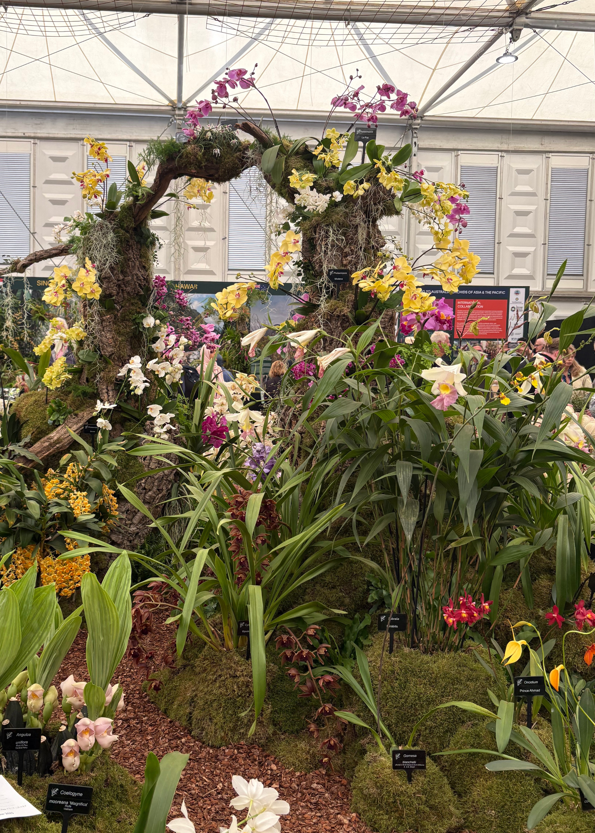 A colorful display of orchids at the Chelsea Flower Show 2025