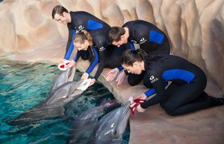 Dolphins with Valentine's Day Goodies