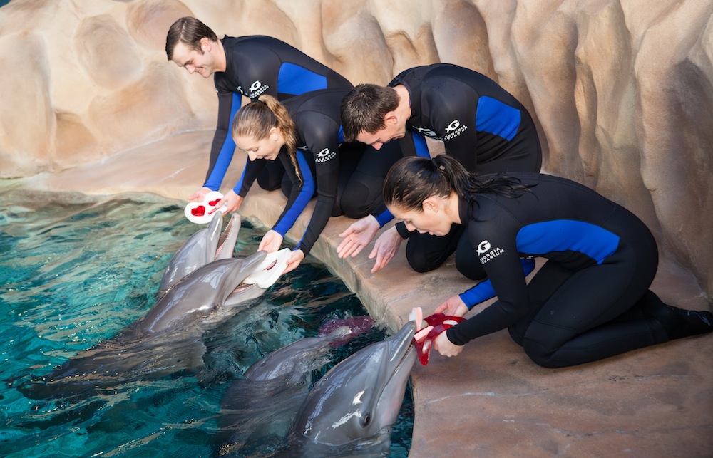 Dolphins with Valentine's Day Goodies