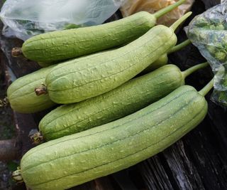 A pile of luffa squash