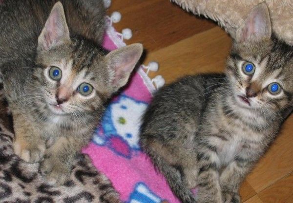 Two of the kittens
