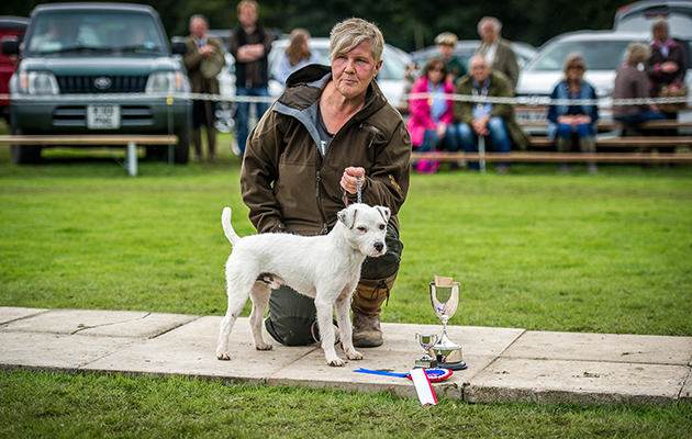 Melbreak Tam takes the honours in the terrier championship
