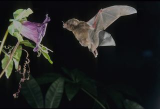 A Pallas' long-tongued bat, Glossophaga soricina, feeding on a flower.
