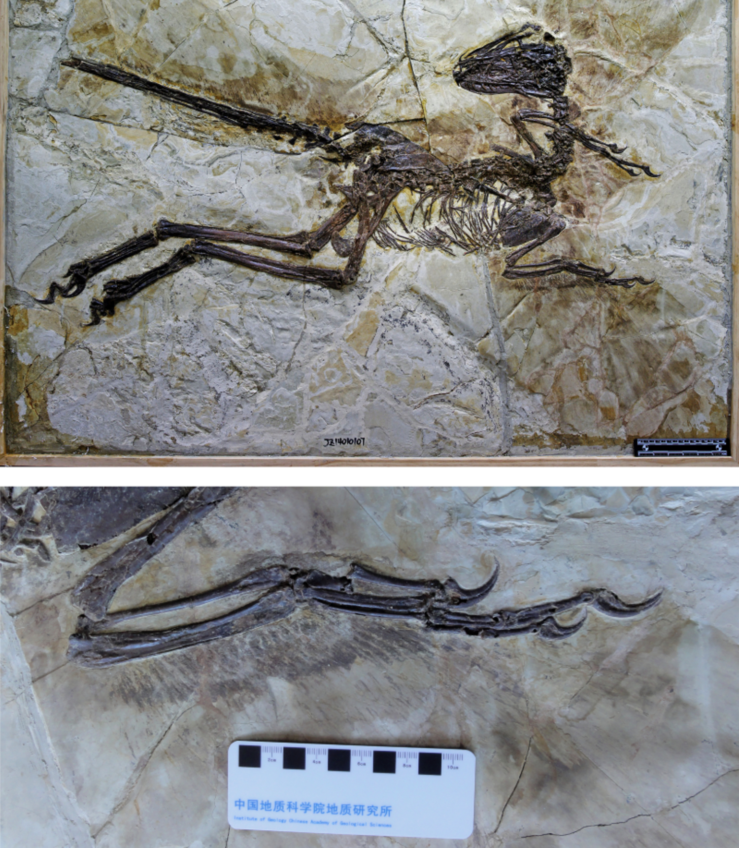 Two horizontal images, the top showing a black fossil embedded in a brown rock with the bottom giving a close up of its wing, showing faint black feathers in the rock.