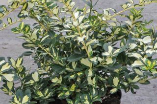 Euonymus fortunei 'Blondy' best low maintenance plant for the garden