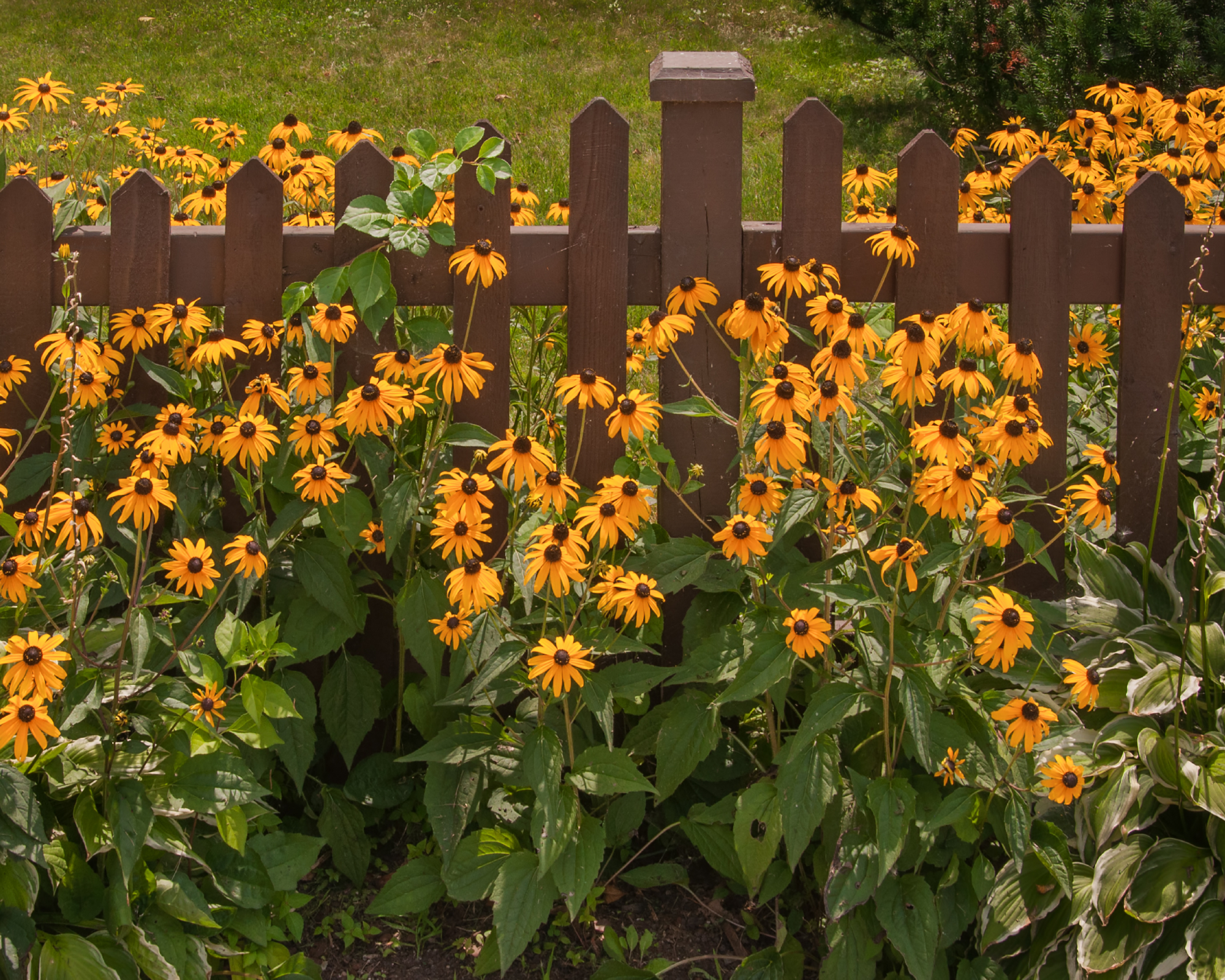 black-eyed susan flowers growing by a garden fence