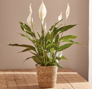 Potted peace lily on a wooden table