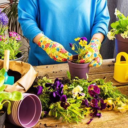 Gardener plants pansies in pots