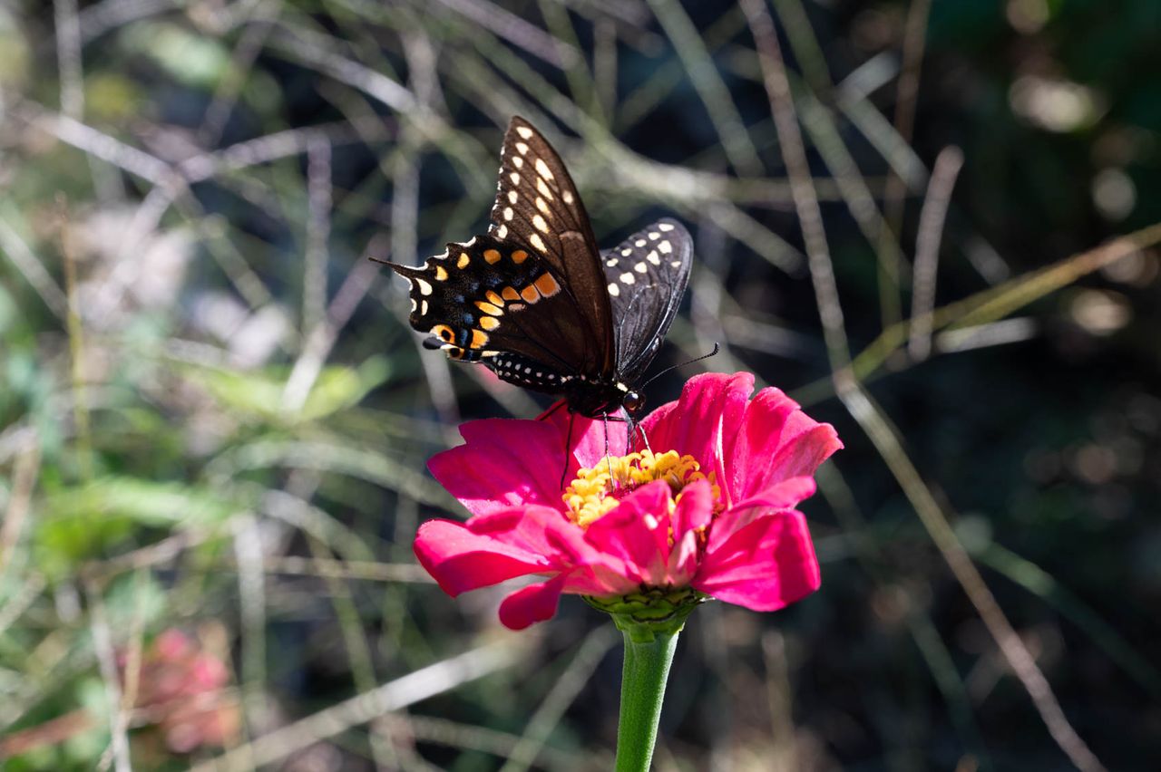 Nikon Z6 II review