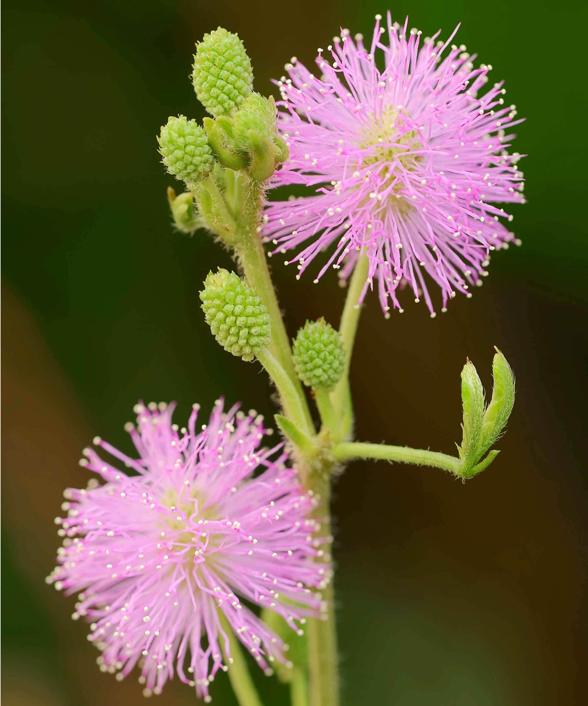 Shameplant