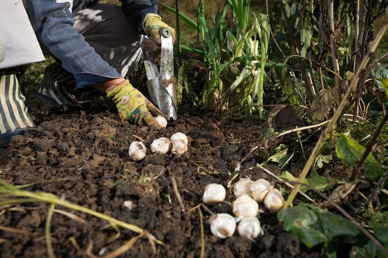 bulb planter