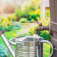 water butt and watering can