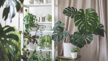 Houseplants that like being pot-bound