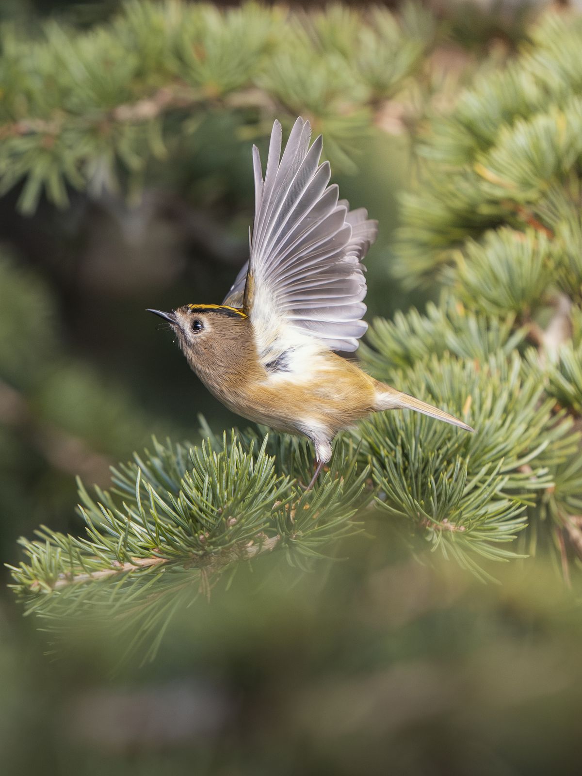 British bird against background of green foliage photographed by Andy Green