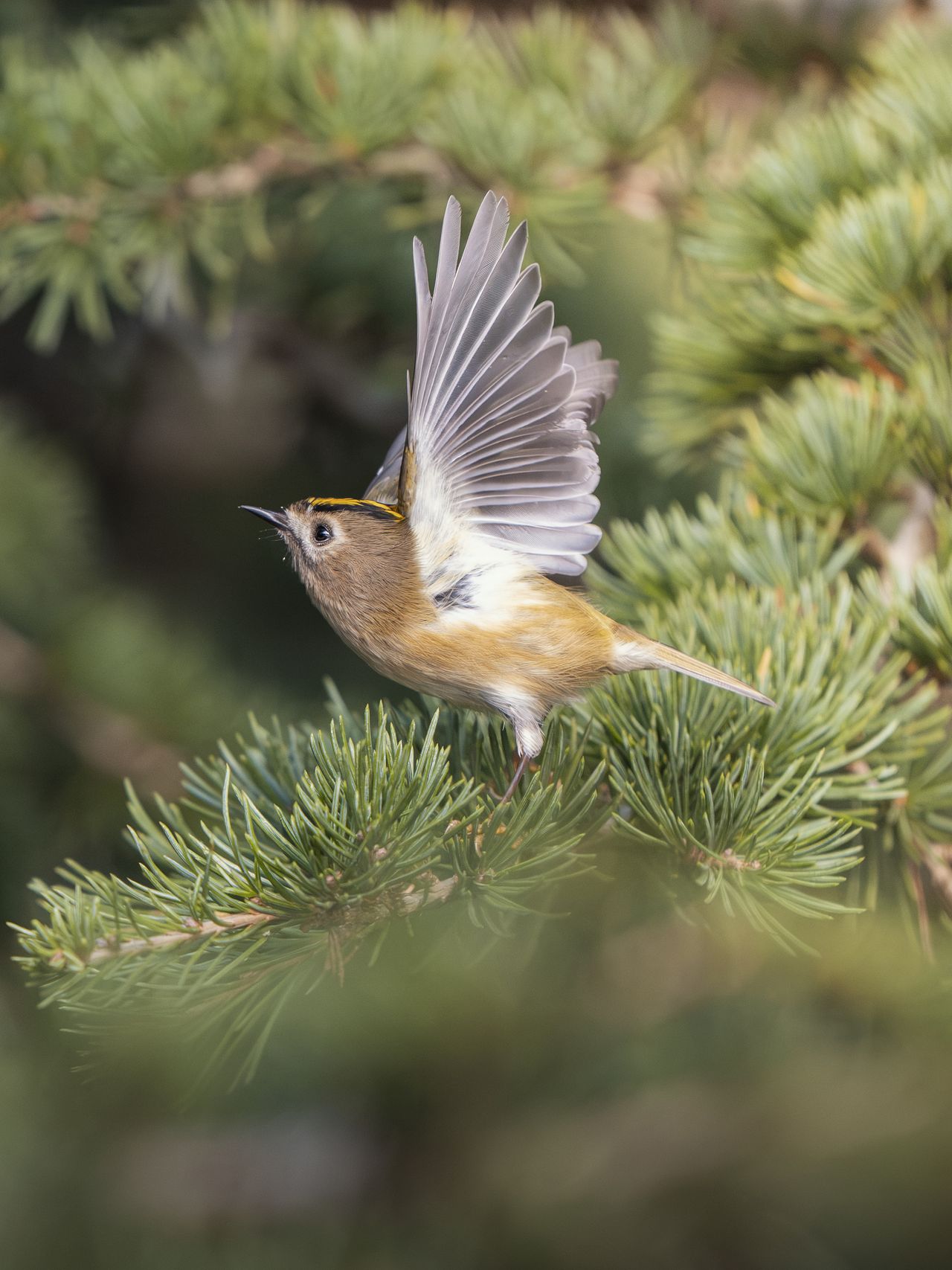British bird against background of green foliage photographed by Andy Green