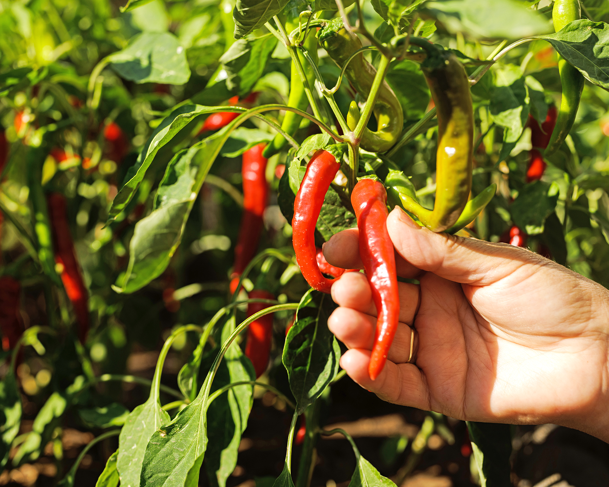 Close up of woman's hand picking red chili pepper from her garden.
