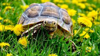 Turtle grazing in dandelion field