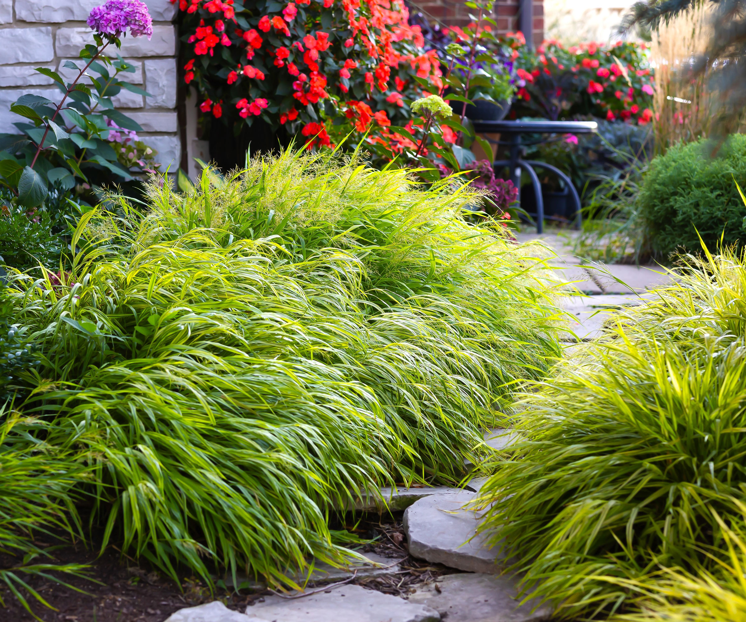 Japanese forest grass planted in garden soil with stone pathway