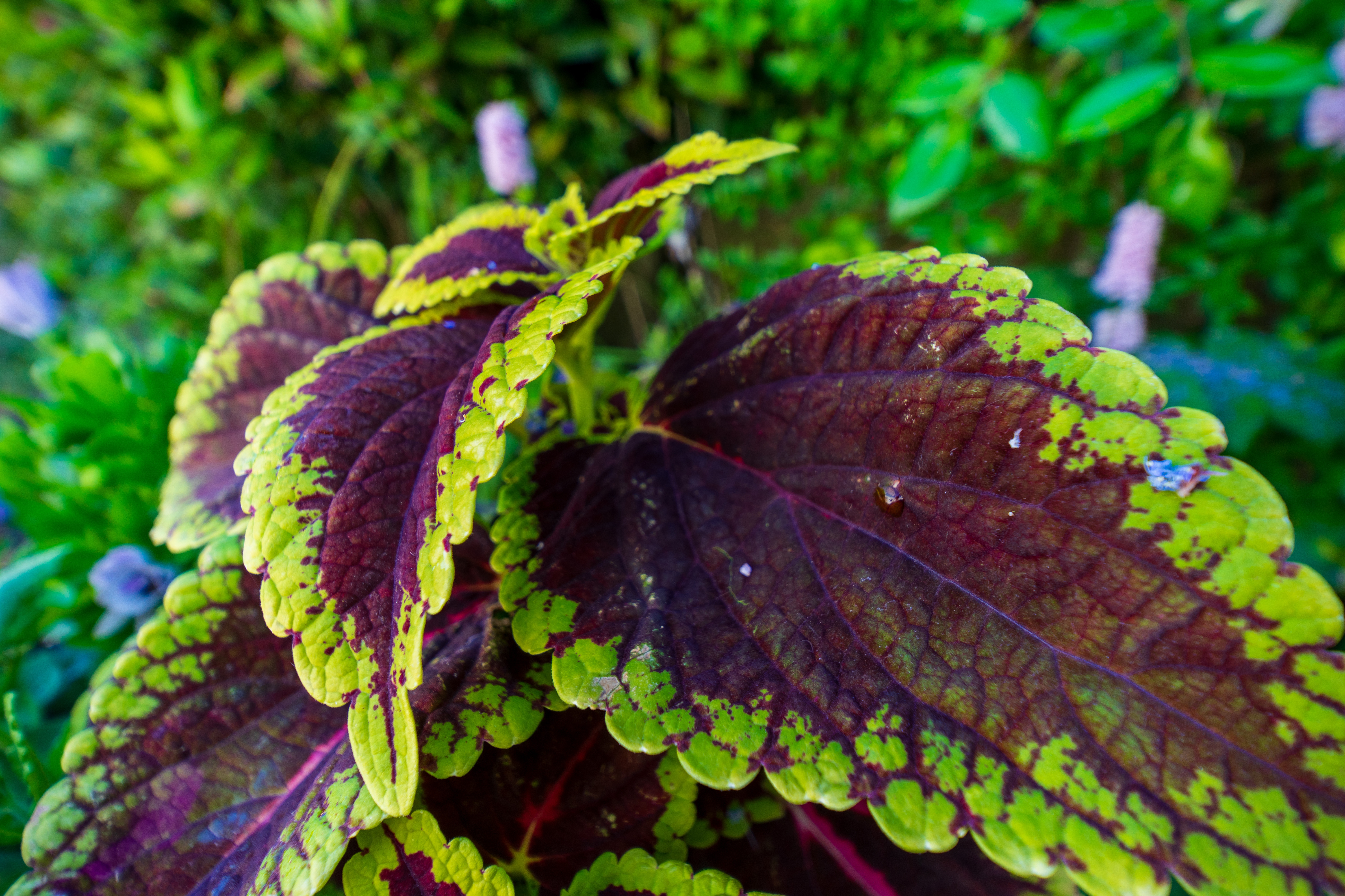 Laowa 15mm f/4.5 0.5x Macro example shot