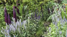 Dense cottage style planting of dark purple lupins and lilac flowering perennials