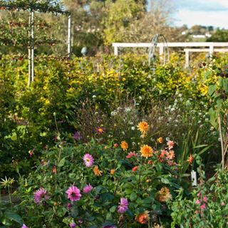 A garden filled with autumn flowers, belonging to Sarah Mead of the Yeo Valley Organic Garden and Tea Room