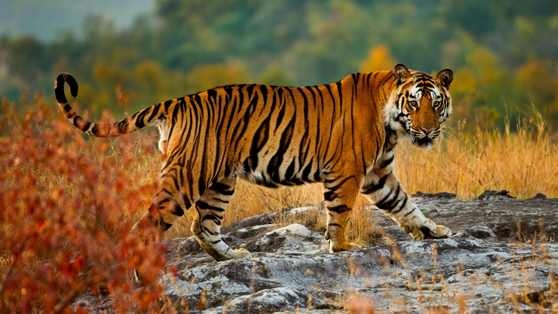 A tiger walking in India's Bandhavgarh National Park.
