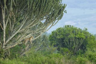 remembering leopards image 9