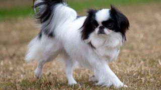 japanese chin