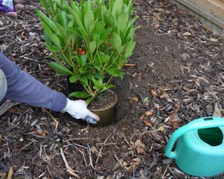 Checking the planting hole is large enough for a Skimmia japonica