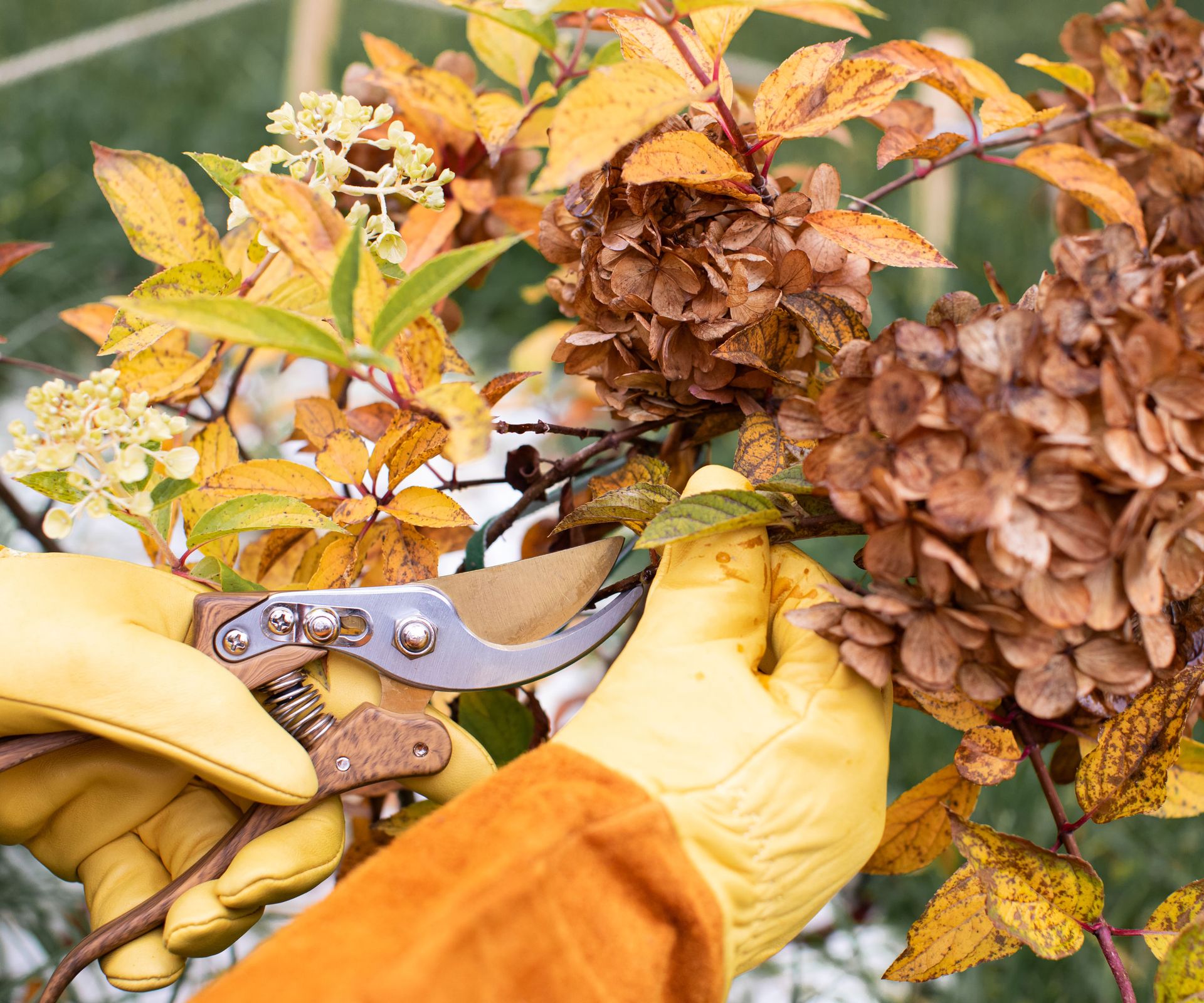 gloved hands using bypass pruning shears on fading hydrangea flower stalks in fall