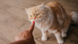 Woman pointing her finger at a cat