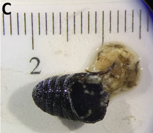 A close up of half of a black conical shape outer husk that is next to a pile of yellow mucus, all on a petri dish.
