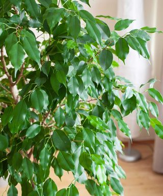 large indoor weeping fig