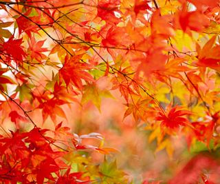 Autumn and Early Winter Tree Care - Tree Topics