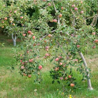 A dwarf apple tree growing in an english garden