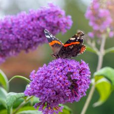 Butterfly on buddleja flowers